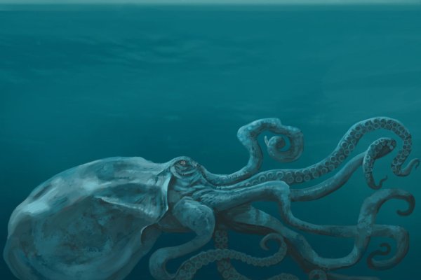 2kr pro kraken