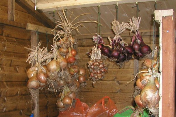 Пользователь не найден кракен что делать